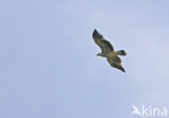 Keizerarend (Aquila heliaca) 