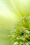 Kerstroos (Helleborus spec)