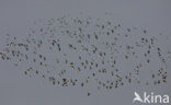 Lapwing (Vanellus vanellus)