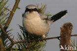 Great Grey Shrike (Lanius excubitor)