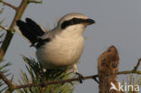 Klapekster (Lanius excubitor) 