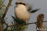 Great Grey Shrike (Lanius excubitor)