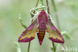 Klein avondrood (Deilephila porcellus)