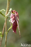 Klein avondrood (Deilephila porcellus)