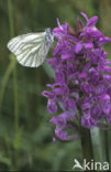 Klein geaderd witje (Pieris napi)