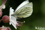 Klein geaderd witje (Pieris napi)