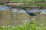 Kleine blauwe reiger (Egretta caerulea)