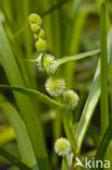 Kleine egelskop (Sparganium emersum)