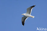 Kleine Mantelmeeuw (Larus fuscus)