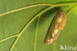 Kleine vos (Aglais urticae)