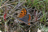 Kleine vuurvlinder (Lycaena phlaeas)