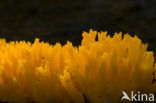 Kleverig koraalzwammetje (Calocera viscosa)