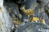 Klipspringer (Oreotragus oreotragus)