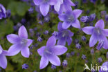 Klokje (Campanula spec.)