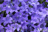 Klokje (Campanula spec.)