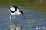 Pied Avocet (Recurvirostra avosetta)