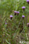 Knoopkruid (Centaurea jacea)