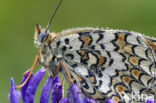 Knapweed Fritillary (Melitaea phoebe)