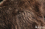 Kodiakbeer (Ursus arctos middendorffi)