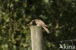 Common Cuckoo (Cuculus canorus)