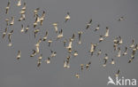 Black-headed Gull (Larus ridibundus)