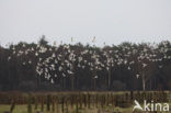 Black-headed Gull (Larus ridibundus)