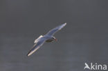 Black-headed Gull (Larus ridibundus)