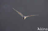 Black-headed Gull (Larus ridibundus)