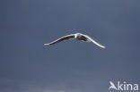 Black-headed Gull (Larus ridibundus)