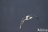 Black-headed Gull (Larus ridibundus)