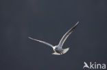 Black-headed Gull (Larus ridibundus)