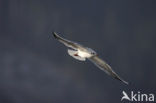 Black-headed Gull (Larus ridibundus)