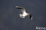 Black-headed Gull (Larus ridibundus)