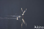 Black-headed Gull (Larus ridibundus)