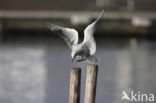 Black-headed Gull (Larus ridibundus)