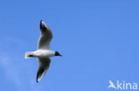 Black-headed Gull (Larus ridibundus)