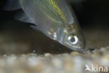 Silver Bream (Blicca bjoerkna)