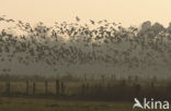 White-fronted goose (Anser albifrons)