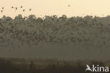 White-fronted goose (Anser albifrons)