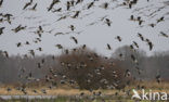 White-fronted goose (Anser albifrons)