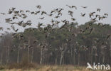 White-fronted goose (Anser albifrons)