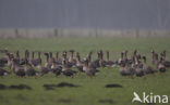 White-fronted goose (Anser albifrons)