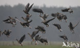 White-fronted goose (Anser albifrons)