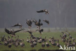 White-fronted goose (Anser albifrons)