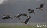 White-fronted goose (Anser albifrons)