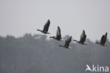 White-fronted goose (Anser albifrons)