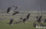 White-fronted goose (Anser albifrons)