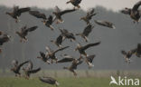 White-fronted goose (Anser albifrons)