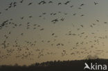 White-fronted goose (Anser albifrons)