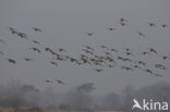 White-fronted goose (Anser albifrons)